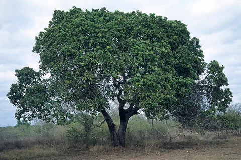 Acajouholz
