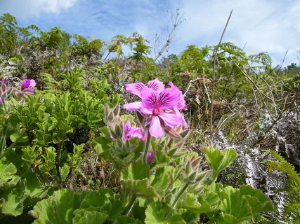 ägyptische Pelargonie