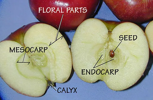 Apfel