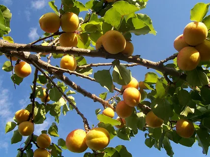 Aprikose