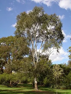 australischer Eukalyptus