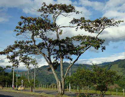 Balsaholz
