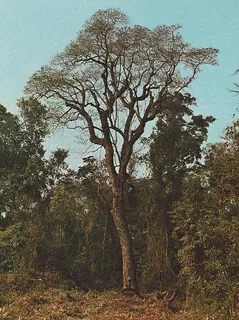 Balsam