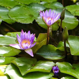 Blauer Lotus