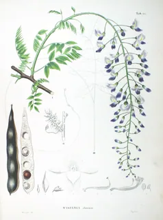Blauregen