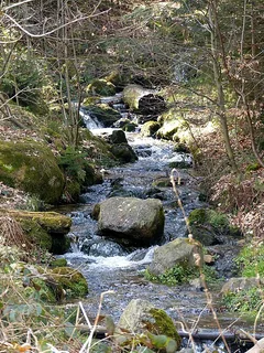 Bleiche Schwertlilie Concrete