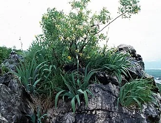 Bleiche Schwertlilie