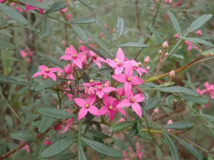 Boronia