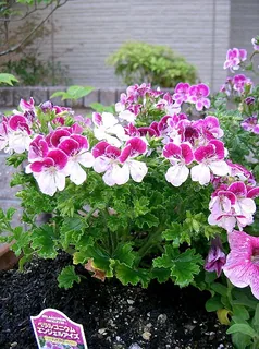 Bourbon-Rosengeranie