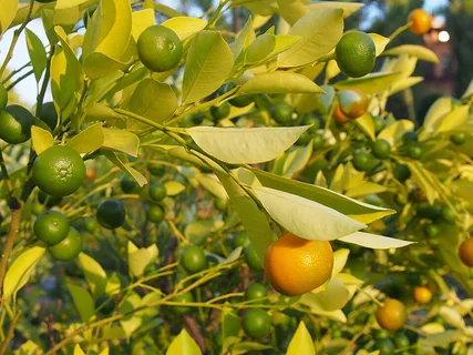 Calamondinorange