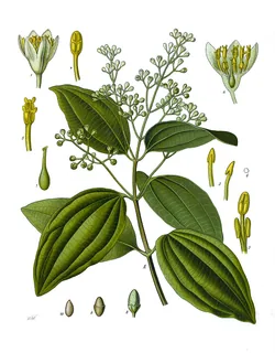 Ceylon-Zimt