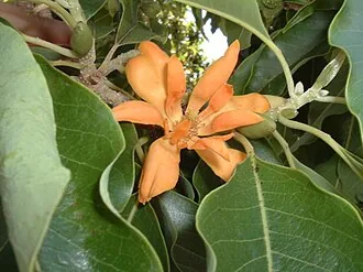 Champaka