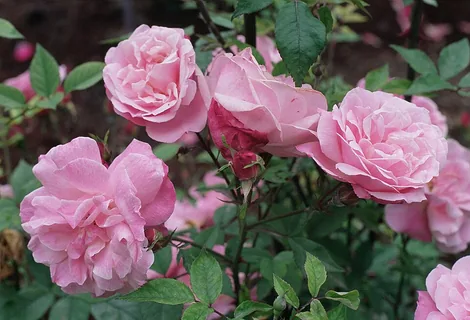 chinesische Rose