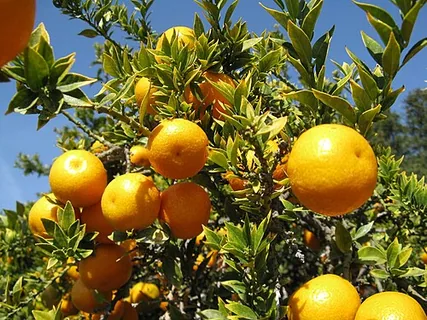 Chinotto