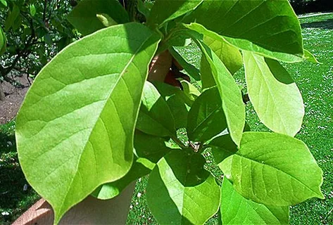 Chlorophyll
