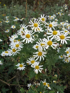 Chrysantheme