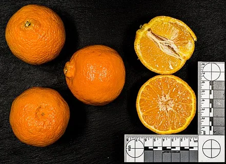Clementine