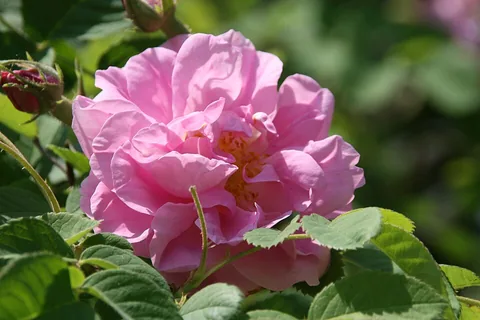 Damaszener-Rose Absolue