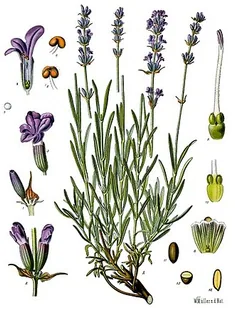 Echter Lavendel