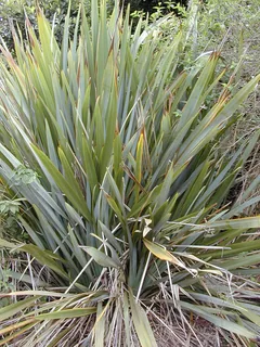 Flachs
