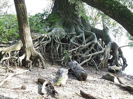 florentinische Schwertlilie-Wurzel