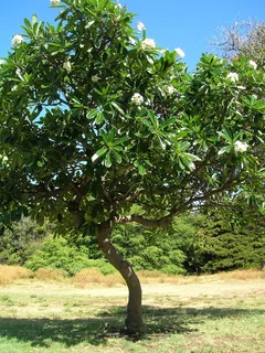 Frangipani