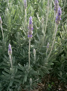 französischer Lavendel