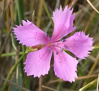 Gartennelke