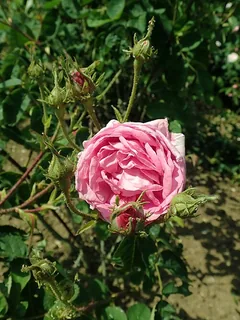 Gartenrose