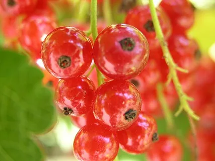 Goji-Beere