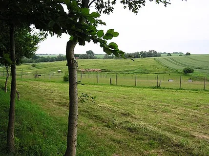 Gras