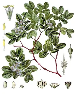 Guajakholz
