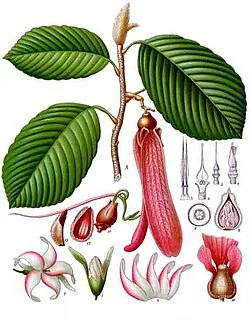Gurjunbalsam