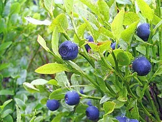 Heidelbeere