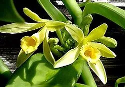 Heliotropin