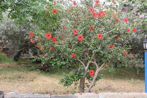 Hibiskus