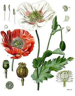 Himalaya-Mohn
