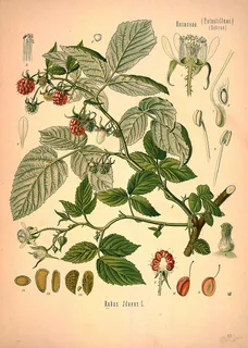 Himbeere