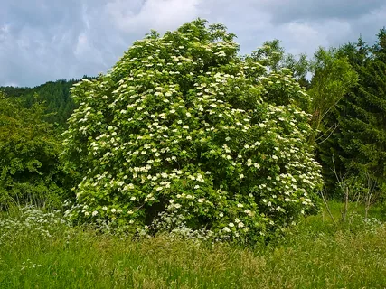 Holunderholz