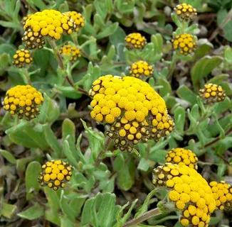 Immortelle Absolue