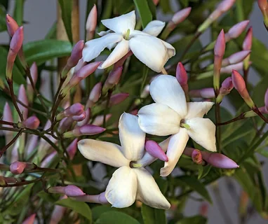 indischer Jasmin