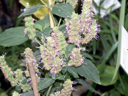 indonesisches Patchouli