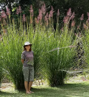 Java-Vetiver