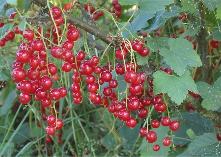 Johannisbeere
