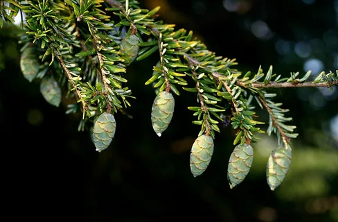 Kanadische Hemlocktanne