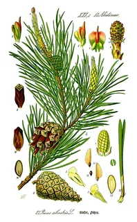 Kiefernharz