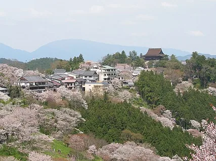 Kirschblüte