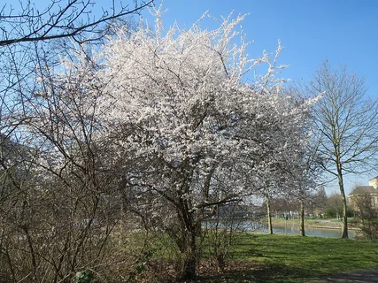Kirschpflaume