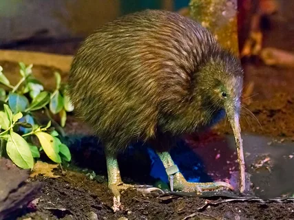Kiwi