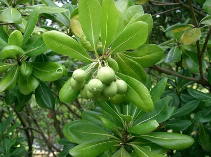 Klebsamen